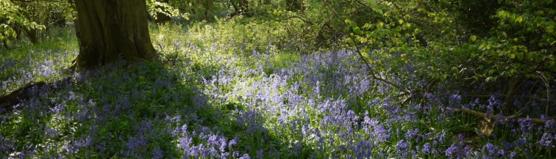 Bluebell Wood